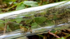 Poneracantha triangularis