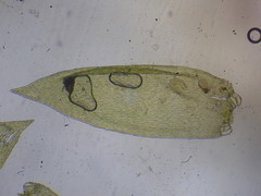 Sematophyllum demissum