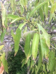 Amygdalus