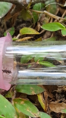 Poneracantha triangularis