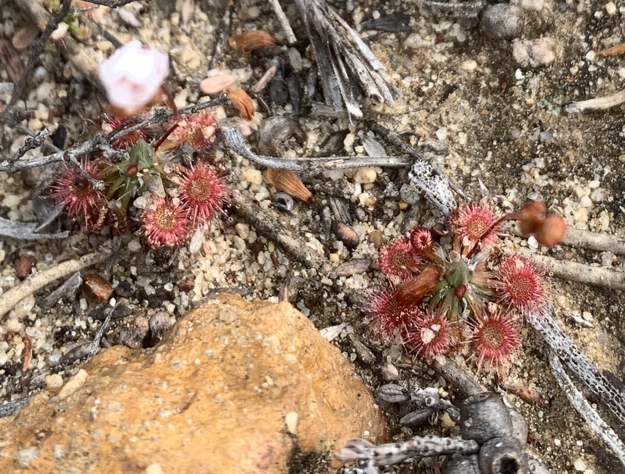 Drosera androsacea Diels 2