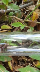 Poneracantha triangularis