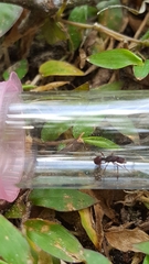 Poneracantha triangularis