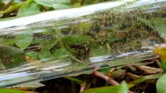 Poneracantha triangularis