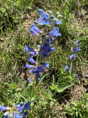 Penstemon cyananthus