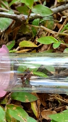 Poneracantha triangularis