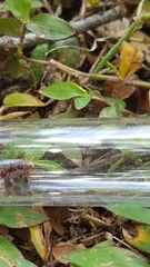 Poneracantha triangularis