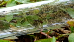 Poneracantha triangularis