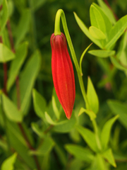 Lilium michiganense