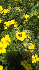 Apis mellifera