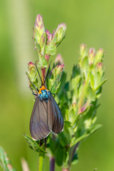 Ctenucha virginica