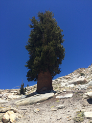 Pinus balfouriana austrina