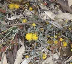 Acacia erinacea