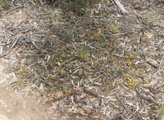 Acacia erinacea