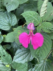 Impatiens stuhlmannii, photograph (c) chrisdt, some rights reserved (CC BY)