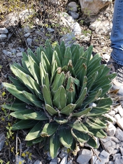 Agave victoriae-reginae