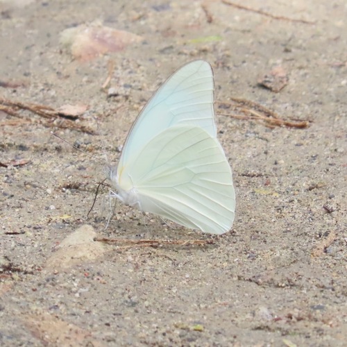 Florida White (Glutophrissa drusilla)