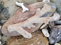 Acroporidae