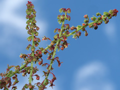 Rumex bucephalophorus