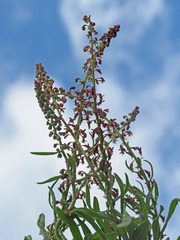 Rumex bucephalophorus