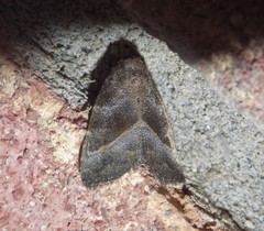 Ogdoconta altura