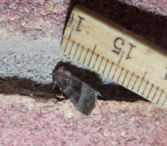 Ogdoconta altura