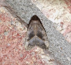 Ogdoconta altura