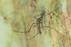 Toxorhynchites splendens