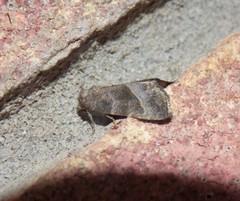 Ogdoconta altura