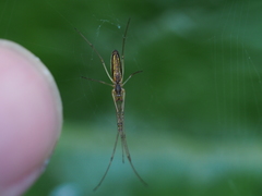 Tetragnatha pinicola