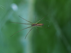 Tetragnatha pinicola
