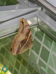 Eryphanis automedon amphimedon