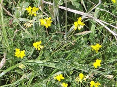 Lotus corniculatus