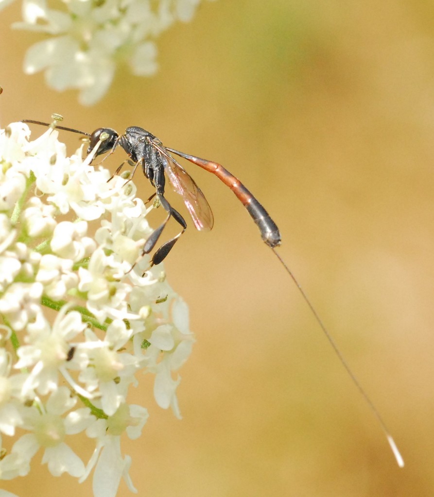 Javelin Wasp