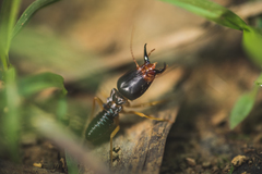 Macrotermes carbonarius