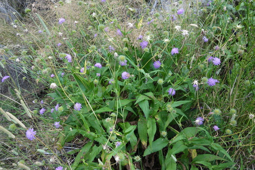 Scabious (Knautia arvernensis)