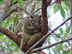 Green Ringtail photo 2