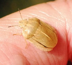 Eurygaster austriaca