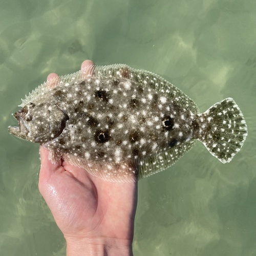 Paralichthys albigutta Jordan & Gilbert, 1882