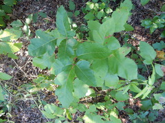 Toxicodendron radicans negundo