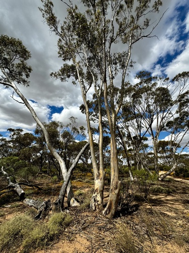 Image of Eucalyptus salmonophloia by (c) pimelea, some rights reserved (CC BY)