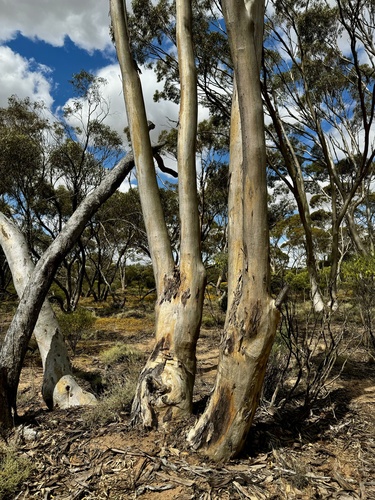 Image of Eucalyptus salmonophloia by (c) pimelea, some rights reserved (CC BY)