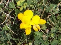 Lotus corniculatus