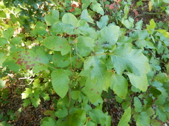Toxicodendron radicans negundo