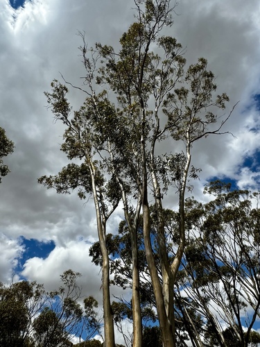 Image of Eucalyptus salmonophloia by (c) pimelea, some rights reserved (CC BY)