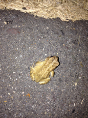 Anaxyrus americanus