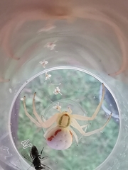 Misumena vatia