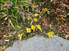 Erythranthe glabrata