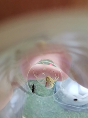 Misumena vatia