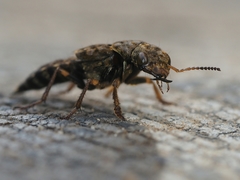 Ontholestes tessellatus